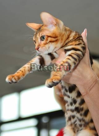 Бенгальская кошка Москва