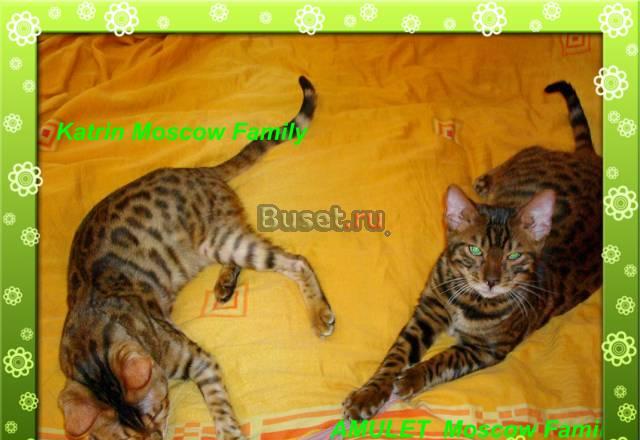 Бенгальские котята Москва