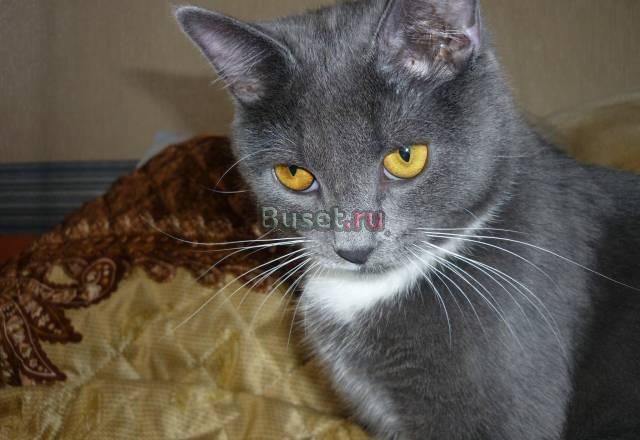 Котята наполнят ваш дом уютом Санкт-Петербург