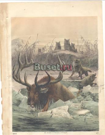 Гравюры старинные Москва