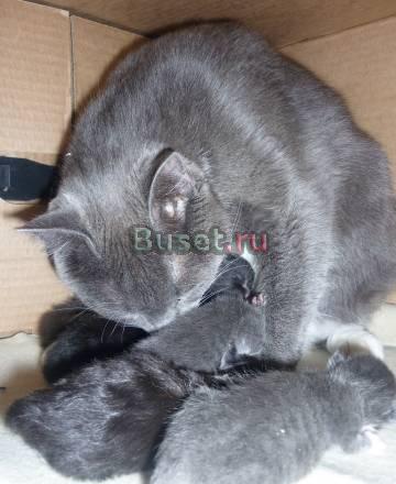 Котята наполнят ваш дом уютом Санкт-Петербург