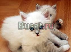 Голубоглазые невские маскарадные котята Москва