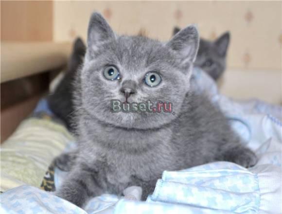 Британские голубые котята от чемпионов Москва