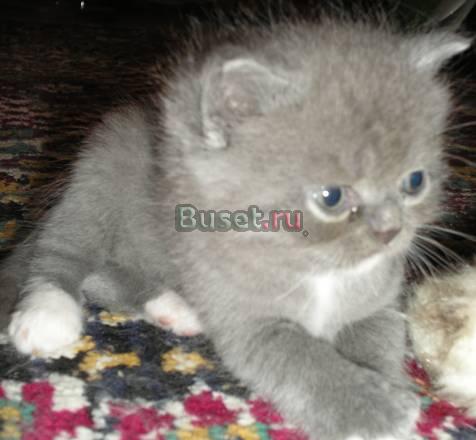 Котята Иваново