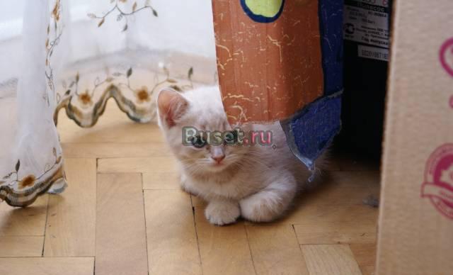 Веселые котята Москва