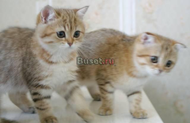 Шотландские золотые котята Москва