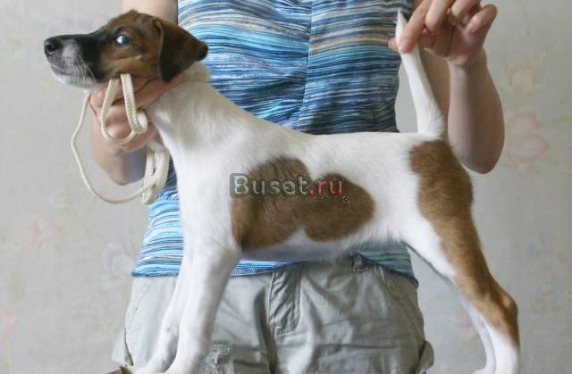 Фокстерьер гладкошерстный Москва