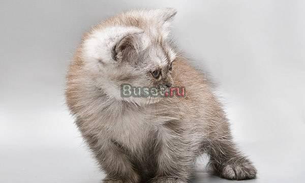 Продается   Экзотическая девочка Санкт-Петербург