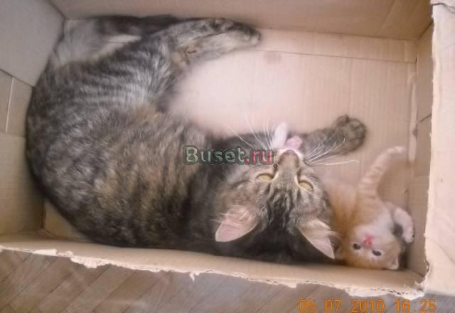 Кошка и котенок Казань