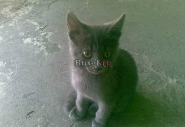 Котенок Чебоксары