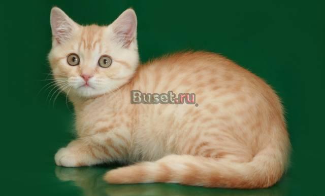 Британские красные котики мрамор и пятно Санкт-Петербург