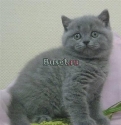 Плюшевые Британские, Шотландские вислоухие  котята Москва
