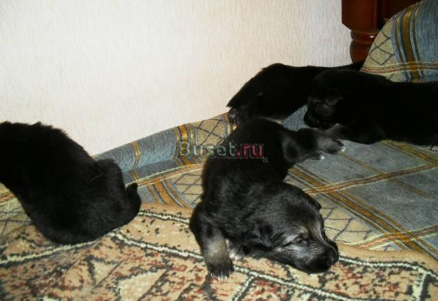 Щенки Восточноевропейской овчарки Электроугли