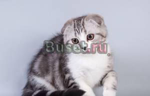 Шотландские вислоухие котята Москва