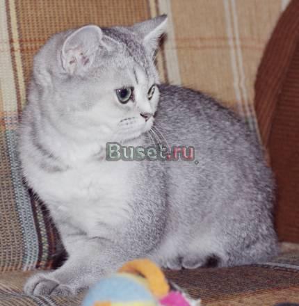Британская кошечка 3 мес. эксклюзивный окрас Санкт-Петербург