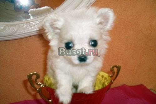 Мини девочка белоснежная д/ш Москва