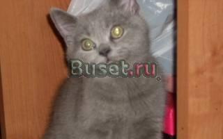 Британские плюшевые котята Москва