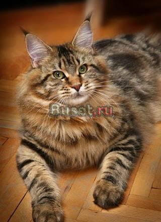 Куплю котёнка породы мейн-кун Санкт-Петербург