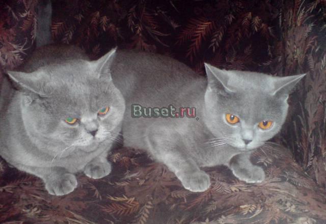 Британские котята Солнечногорск