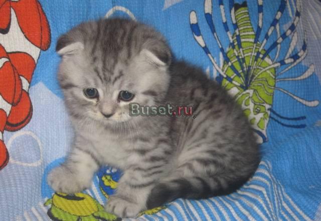 Вислоухие котята, мал, шоу класс Москва