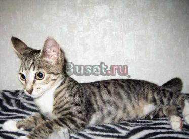 Котенок в дар (Москва, м. Спортиная) Москва