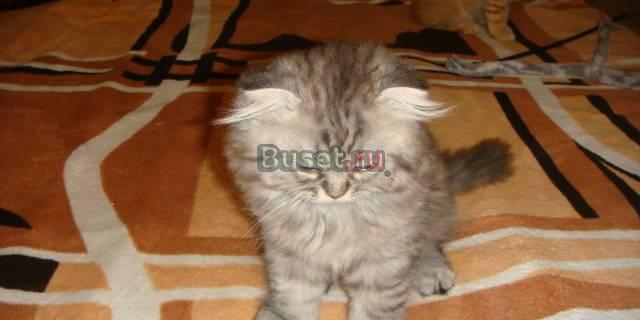 Котята Шотландские вислоухие Краснодар