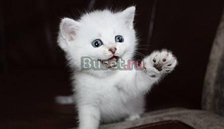 Котик британской шиншиллы с изумрудными глазками Санкт-Петербург