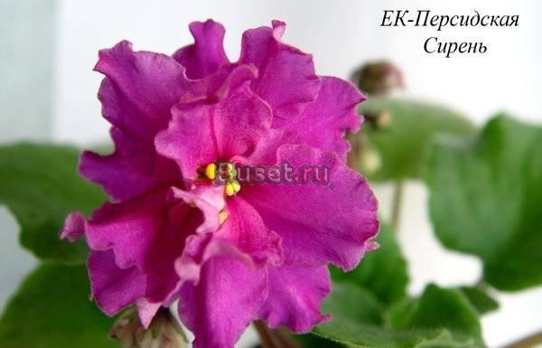 Фиалки разных сортов Москва