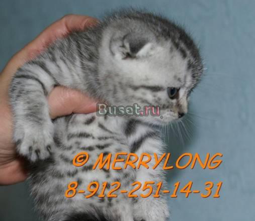 Шикарные вислоухие котята Нижний Тагил