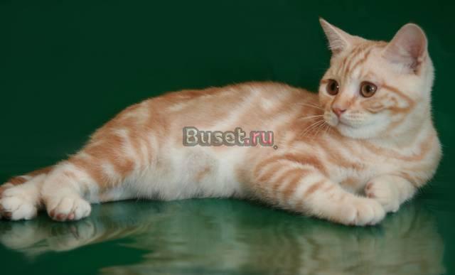 Британские красные котики мрамор и пятно Санкт-Петербург