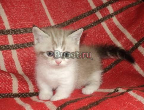 Котята редчайшей породы Манчкин-кошка такса Екатеринбург