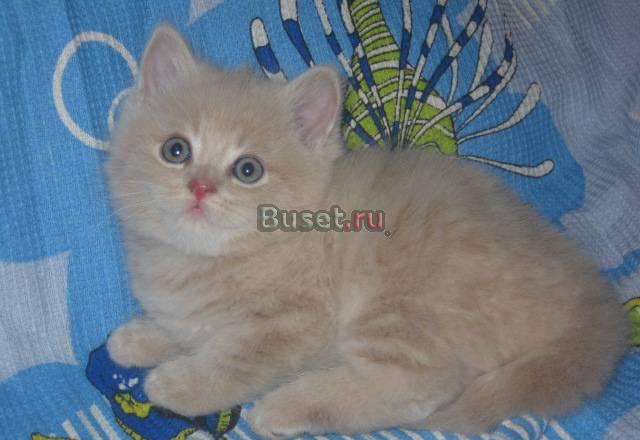 Британские котята, с родословной, недорого Москва