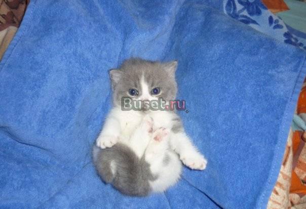 Шотландские вислоухие и Британские котята Москва