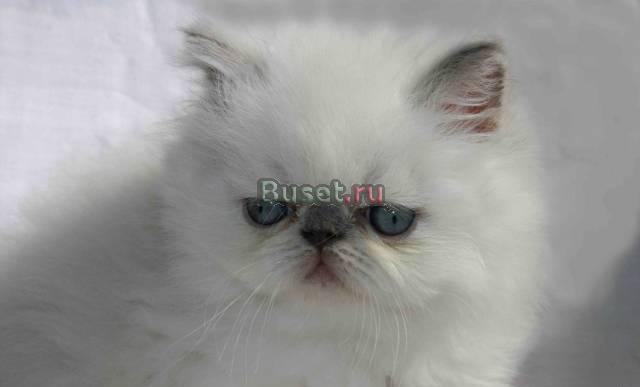 Котёнок персидский колорпойнт Санкт-Петербург