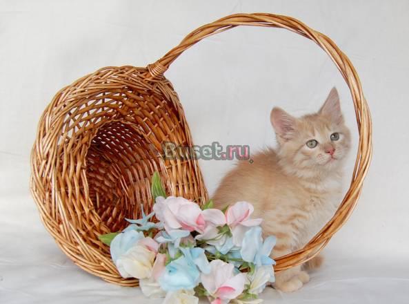Для вас - котятки сибирские редкий окрас Москва