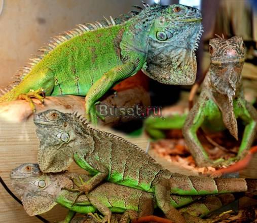 Зеленая Игуана (Iguana iguana) Москва