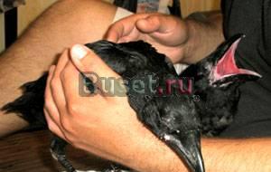 Птенцы настоящего Ворона  Corvus corax Москва