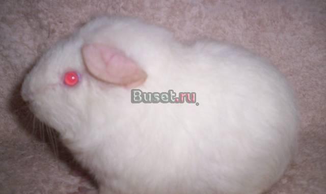 Морские свинки мальчики из домашнего питомника Москва