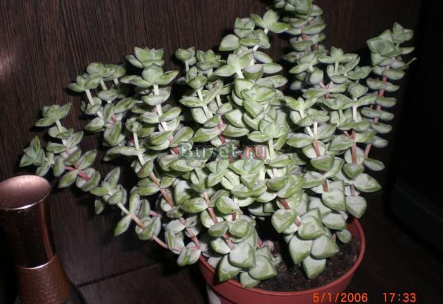 Crassula rupestris. Толстянка скальная Пушкино