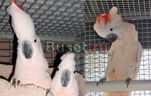 Молуккский какаду (cacatua moluccensis) Москва