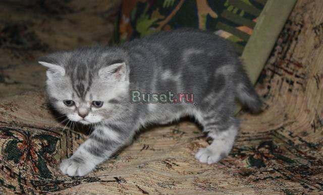 Шотландские котята фолд и страйты Москва