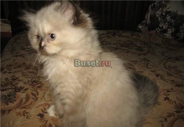 Персидские голубоглазые котята колор-пойнты Москва