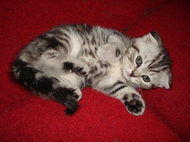 Котёнок шотландский вислоухий Москва