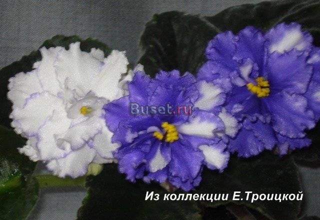 Сортовые фиалки Москва
