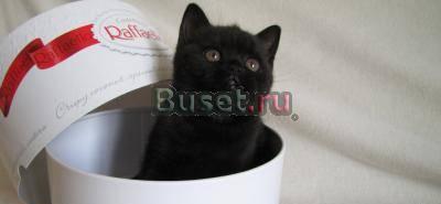 Британские клубные кошечки Москва