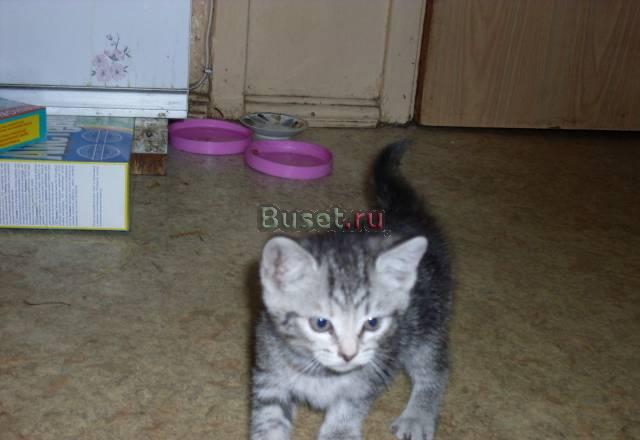 Отдам котенка Москва