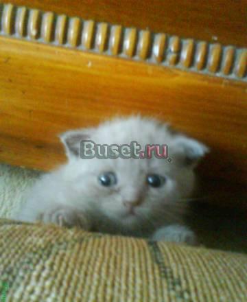 Шотландская вислоухая(котёнок 2мес.) Ульяновск