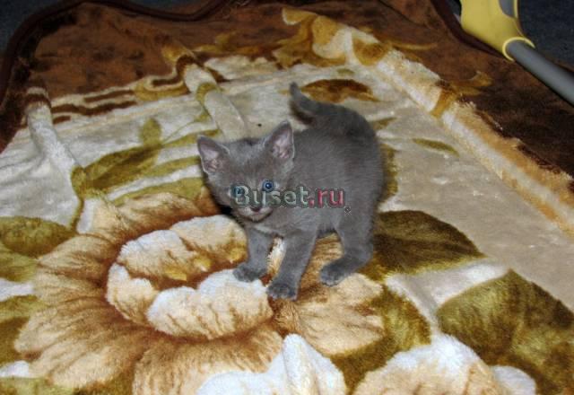 Котёнок породы Русская голубая Санкт-Петербург