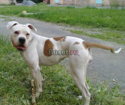 Ищем мальчика Американского бульдога для вязки Среднеуральск