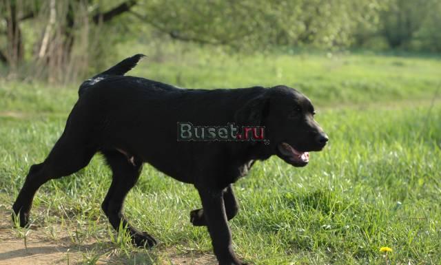 Продаю подрощенного щенка лабрадора Москва